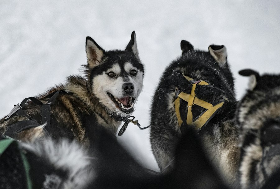 Hundesledetur i blåtimen