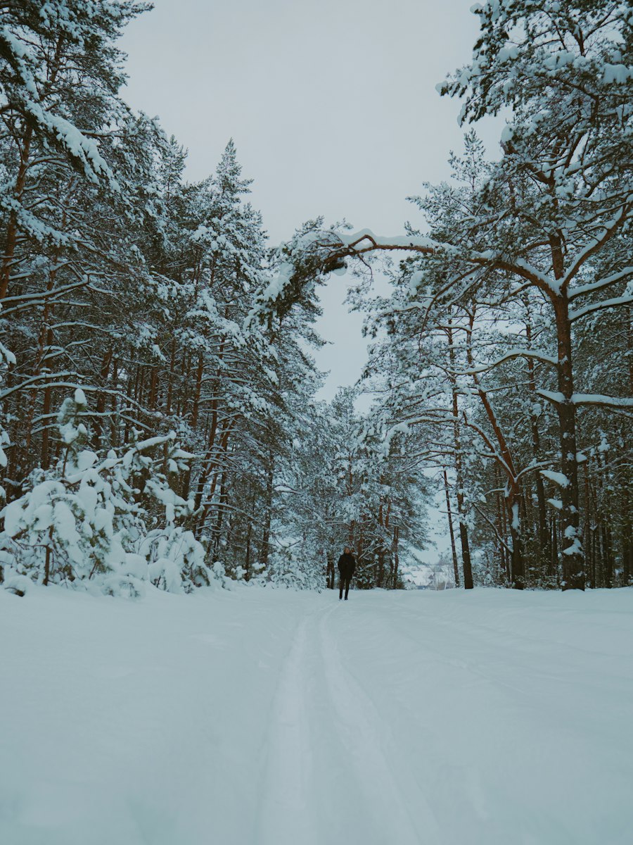 Langrenn i trakkede løyper
